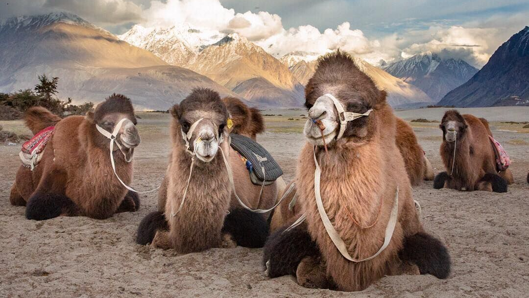 Bactrian camels of Hunder