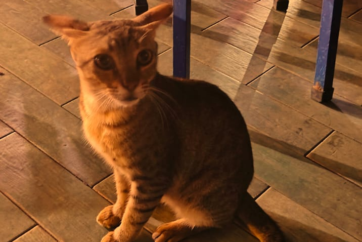 Hyderabad cat