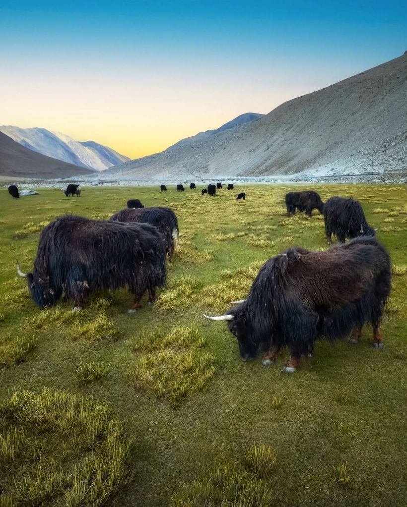 Yak Yumthang Valley