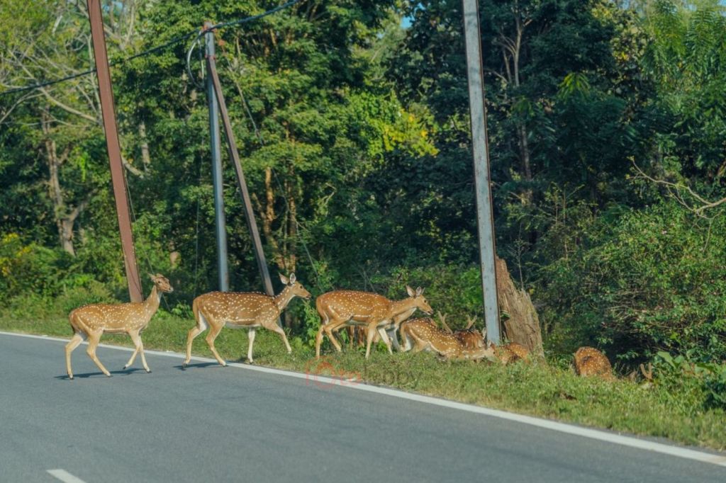 Bandipur Tiger Reserve.