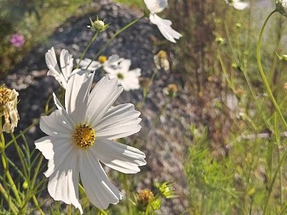 Flower Valley Sikkim